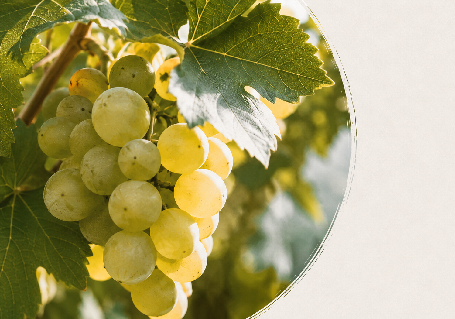Grappolo d'uva Pecorino