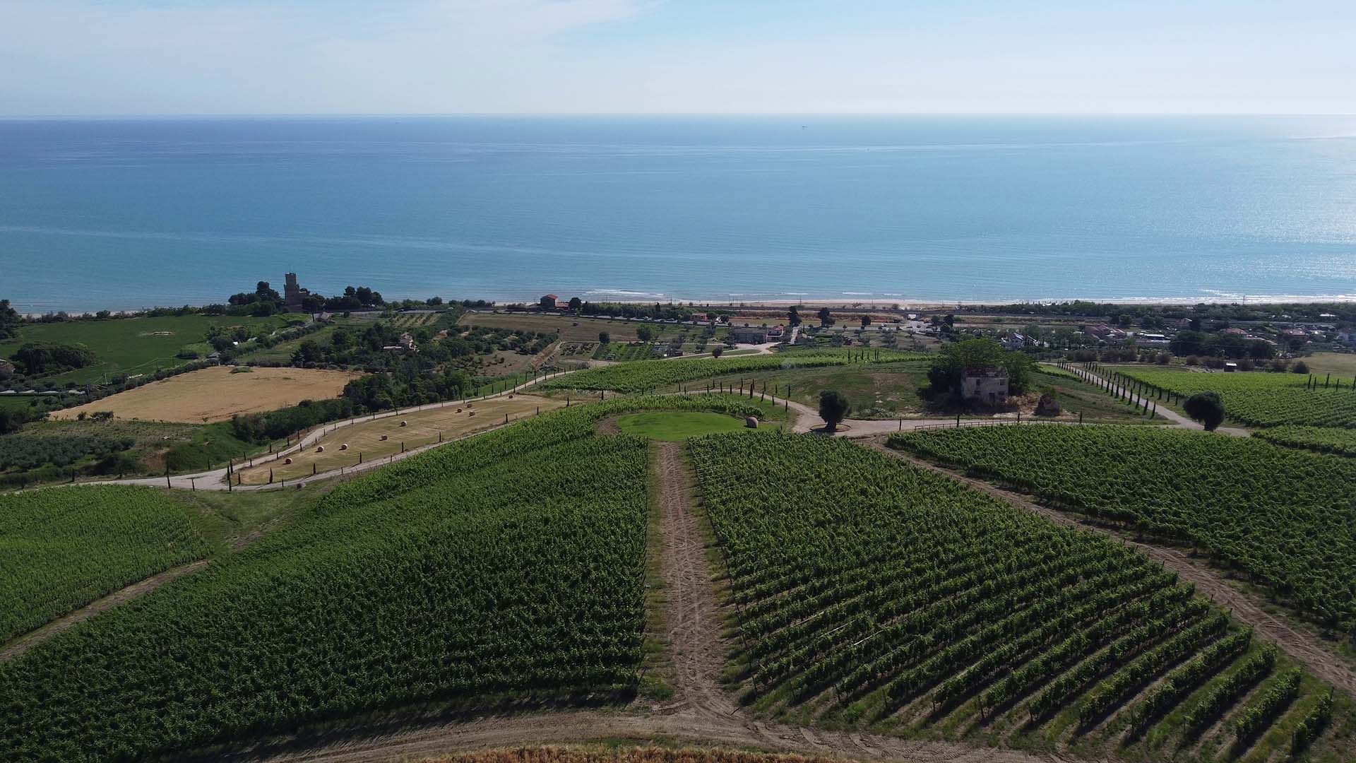 Dettaglio del vigneto