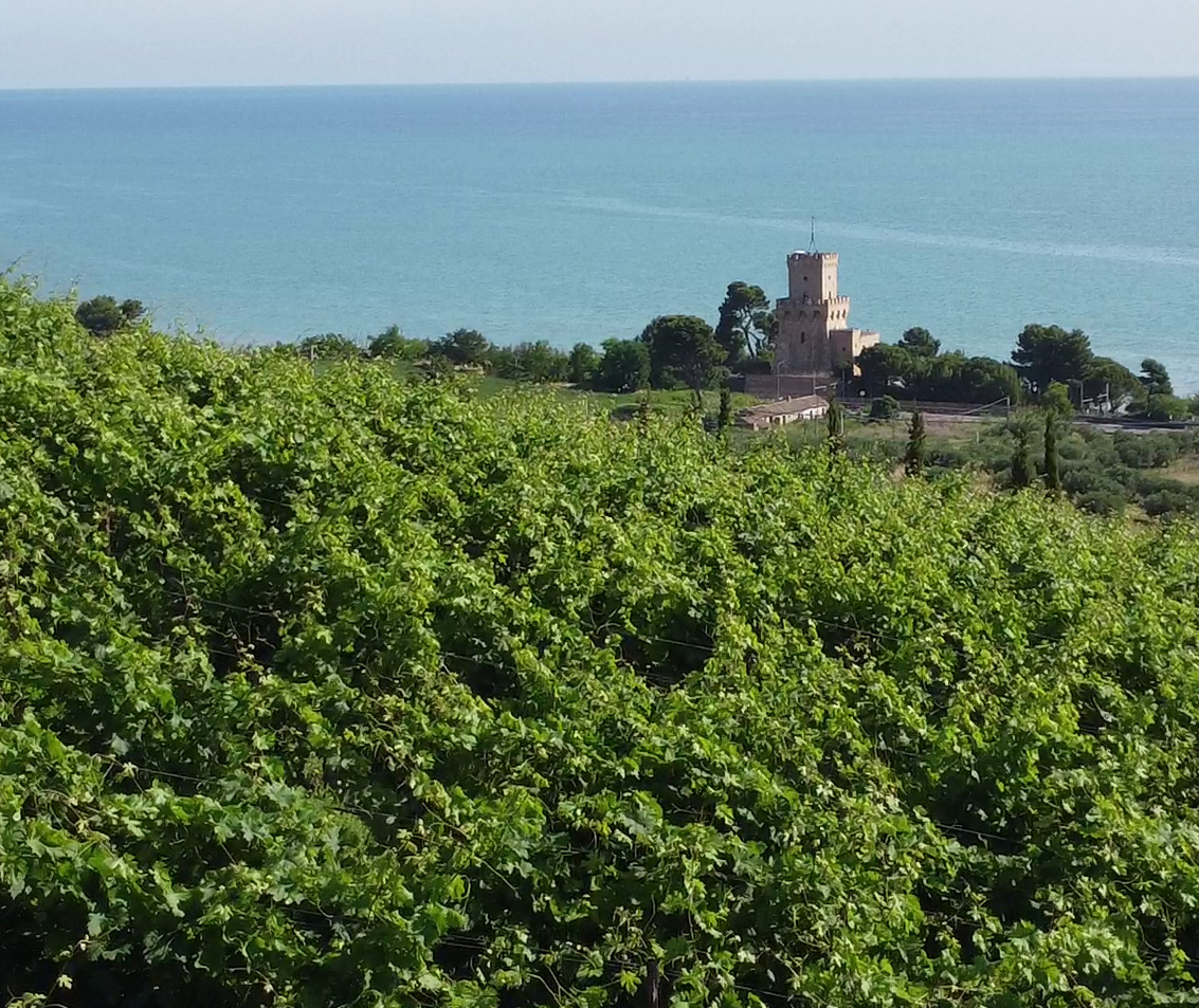 Filari e foglie di vite