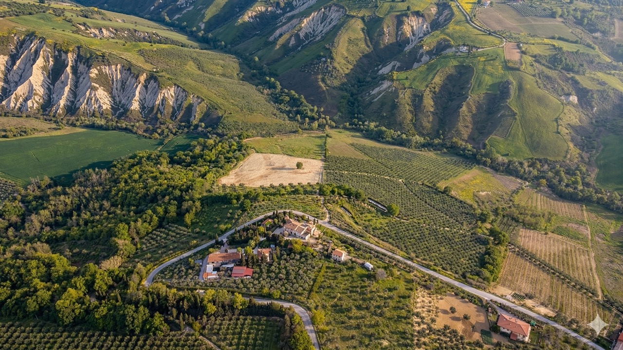 Uliveti sulle colline