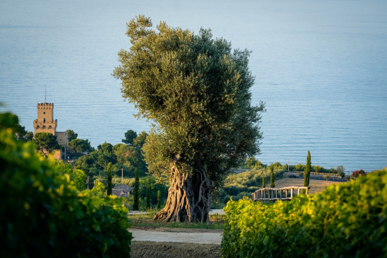 Olivo monumentale