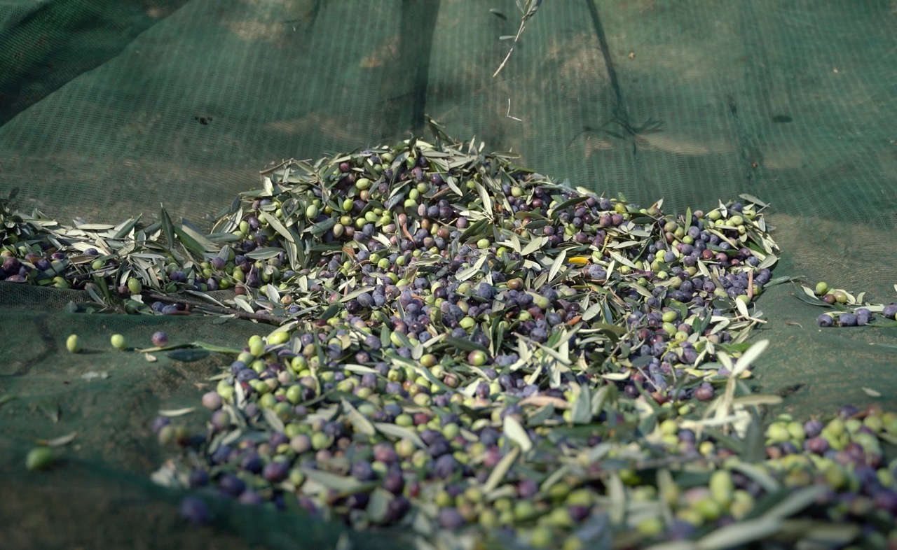 Raccolta olive
